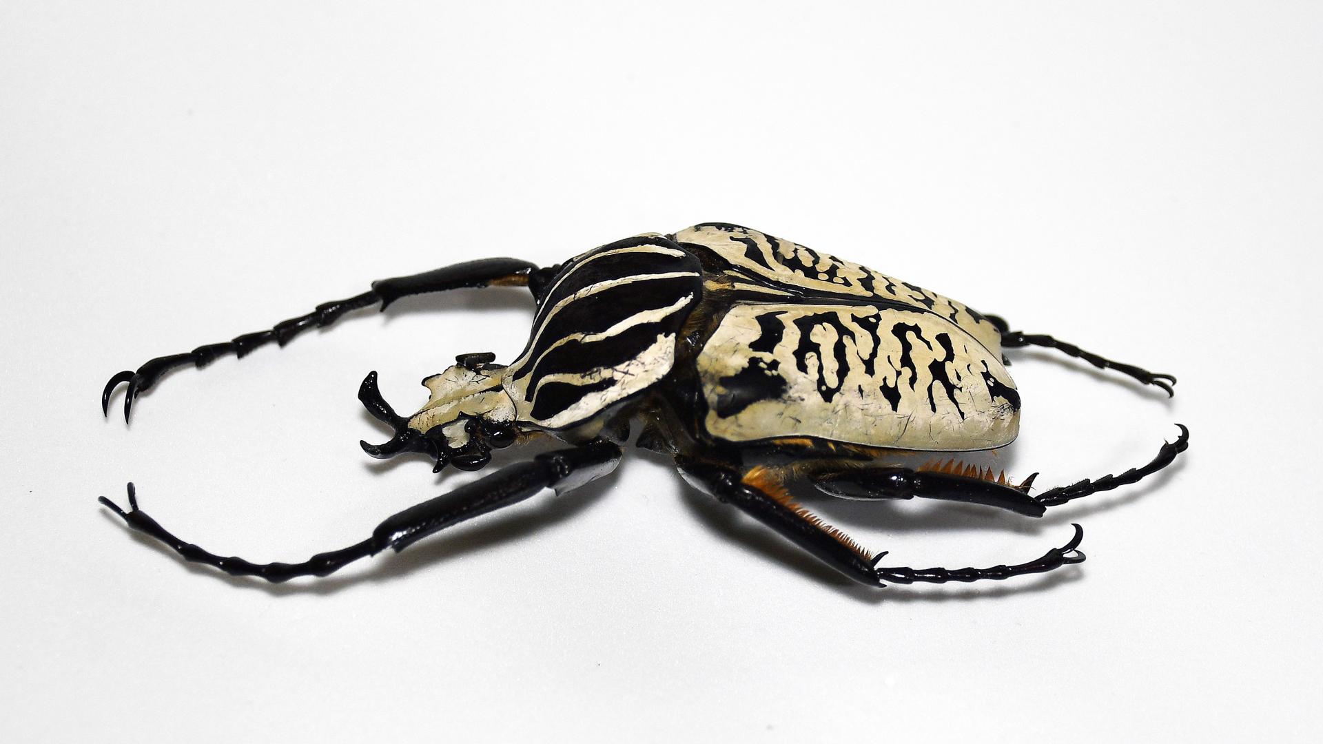 Coleópteros colosales I: los escarabajos Goliat | Museo Nacional